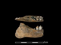 藏品(山羌骨)的圖片