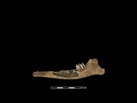 藏品(山羌骨)的圖片