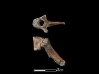 藏品(山羌骨)的圖片