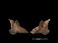 藏品(山羌骨)的圖片