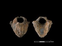 藏品(山羌骨)的圖片