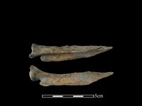 藏品(山羌骨)的圖片