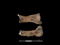 藏品(山羌骨)的圖片