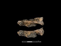 藏品(山羌骨)的圖片