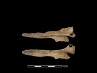 藏品(山羌骨)的圖片