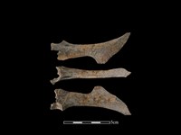 藏品(山羌骨)的圖片