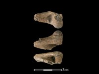 藏品(山羌骨)的圖片