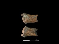 藏品(山羌骨)的圖片