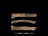 藏品(山羌骨)的圖片