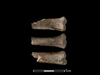 藏品(山羌骨)的圖片