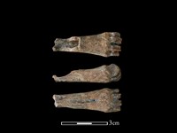 藏品(山羌骨)的圖片