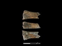 藏品(山羌骨)的圖片