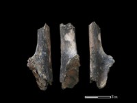 藏品(山羌骨)的圖片