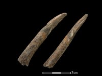 藏品(山羌骨)的圖片