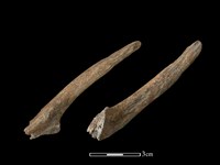 藏品(山羌骨)的圖片