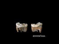 藏品(狗骨)的圖片