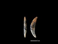 藏品(狗骨)的圖片