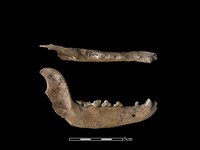 藏品(狗骨)的圖片