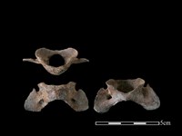 藏品(狗骨)的圖片