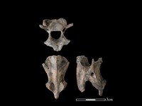 藏品(狗骨)的圖片