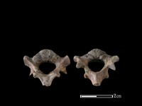 藏品(狗骨)的圖片