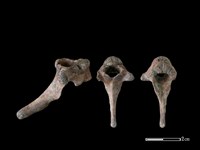 藏品(狗骨)的圖片