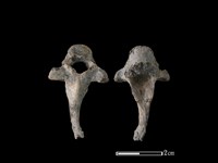 藏品(狗骨)的圖片