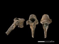 藏品(狗骨)的圖片