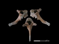 藏品(狗骨)的圖片