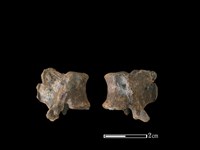 藏品(狗骨)的圖片