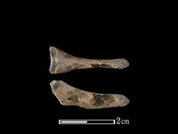 藏品(狗骨)的圖片