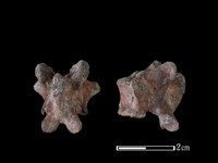 藏品(狗骨)的圖片