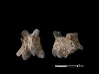 藏品(狗骨)的圖片