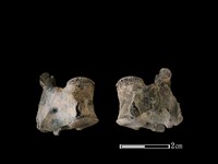 藏品(狗骨)的圖片