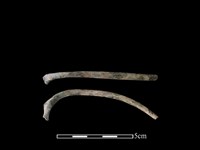 藏品(狗骨)的圖片