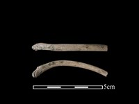 藏品(狗骨)的圖片