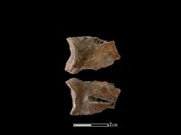 藏品(狗骨)的圖片