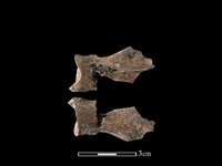 藏品(狗骨)的圖片