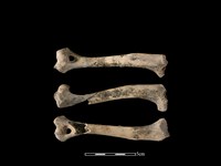 藏品(狗骨)的圖片