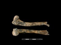 藏品(狗骨)的圖片