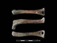 藏品(狗骨)的圖片