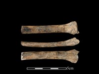 藏品(狗骨)的圖片