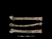 藏品(狗骨)的圖片