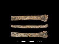 藏品(狗骨)的圖片