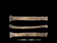 藏品(狗骨)的圖片