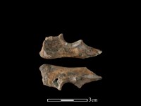 藏品(狗骨)的圖片