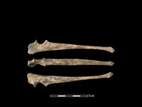 藏品(狗骨)的圖片