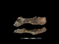 藏品(狗骨)的圖片