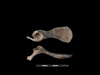 藏品(狗骨)的圖片