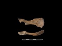 藏品(狗骨)的圖片